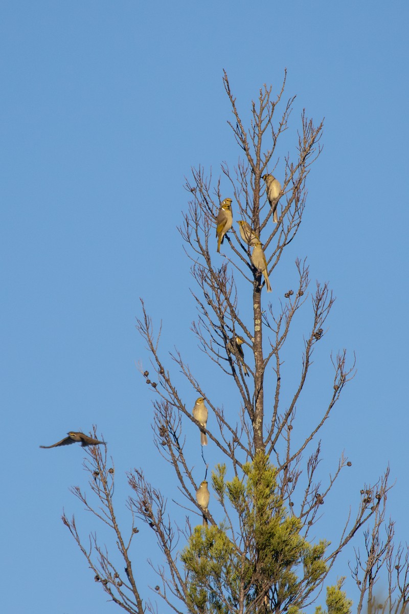 White-plumed Honeyeater - ML634324334