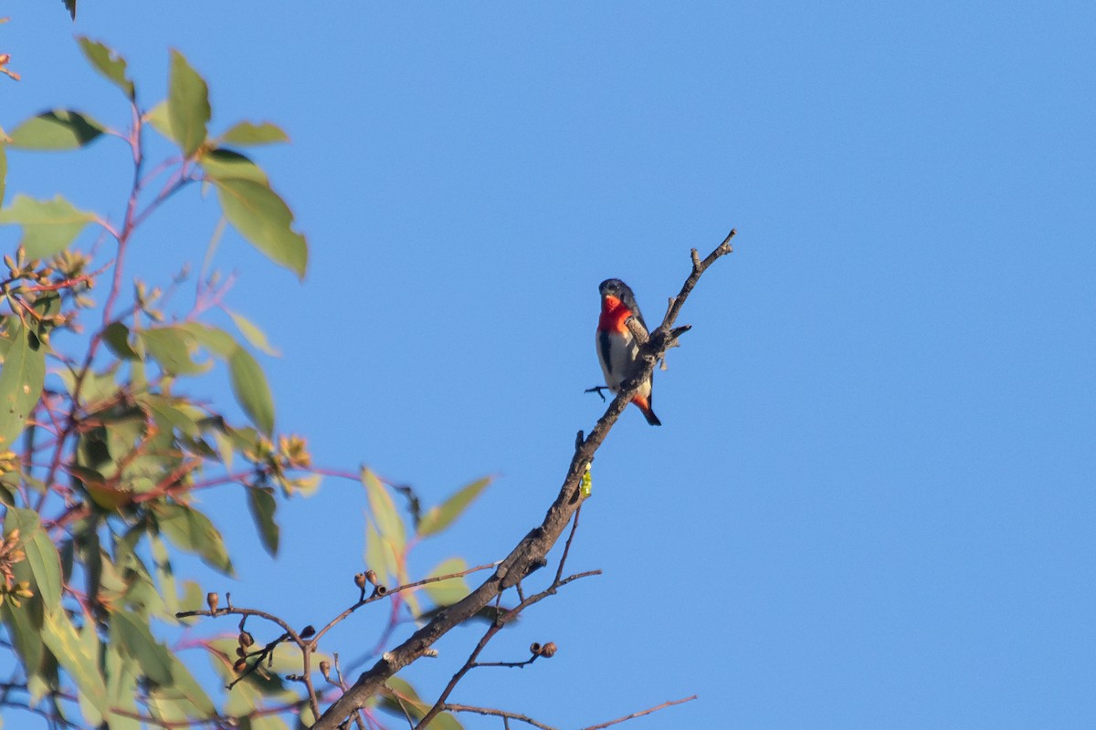 Mistletoebird - ML634324348