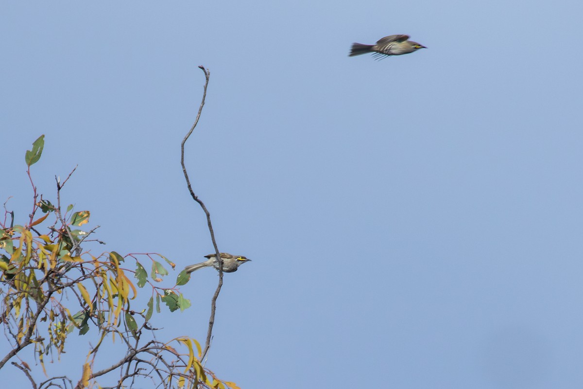 Yellow-faced Honeyeater - ML634324356