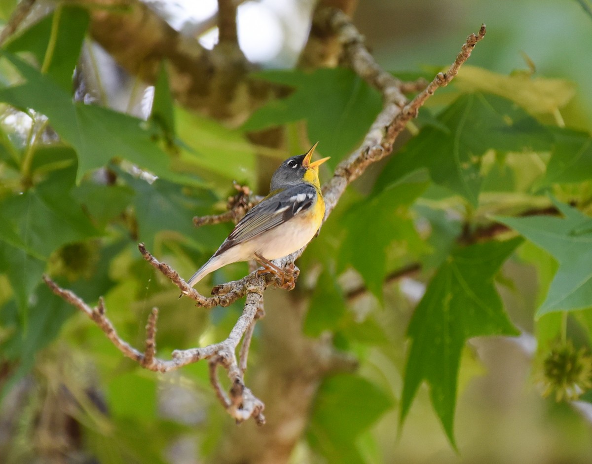 Northern Parula - ML634324478