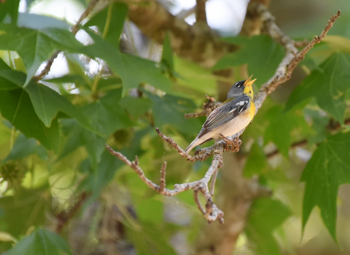 Northern Parula - ML634324494