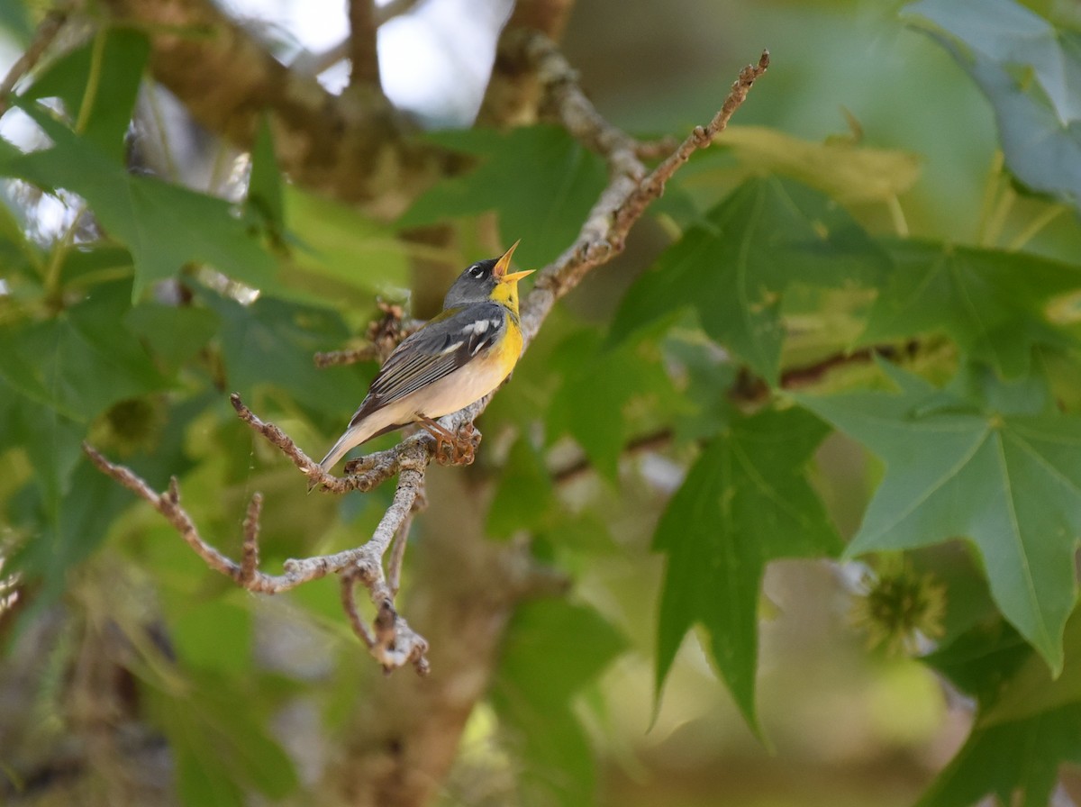 Northern Parula - ML634324500