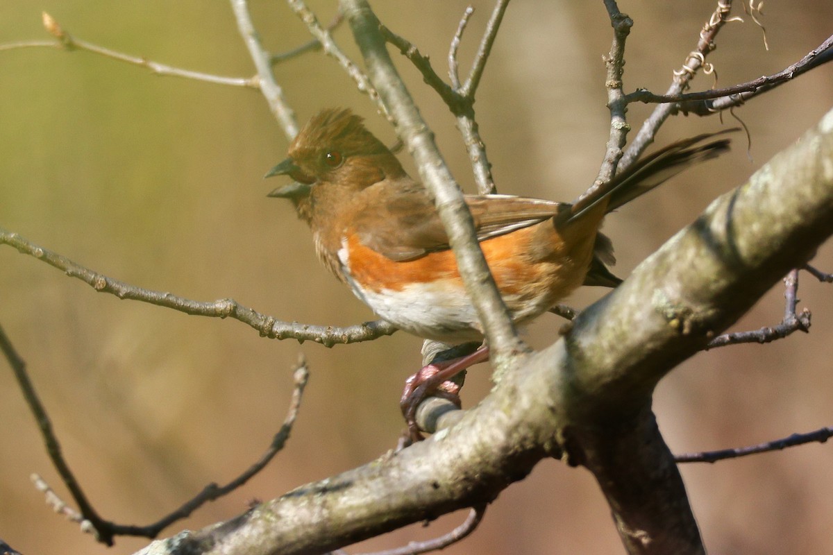 Eastern Towhee - ML634324501