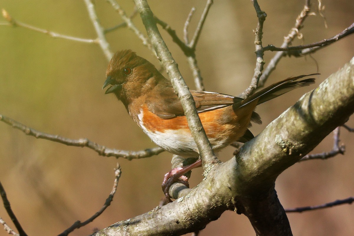 Eastern Towhee - ML634324502
