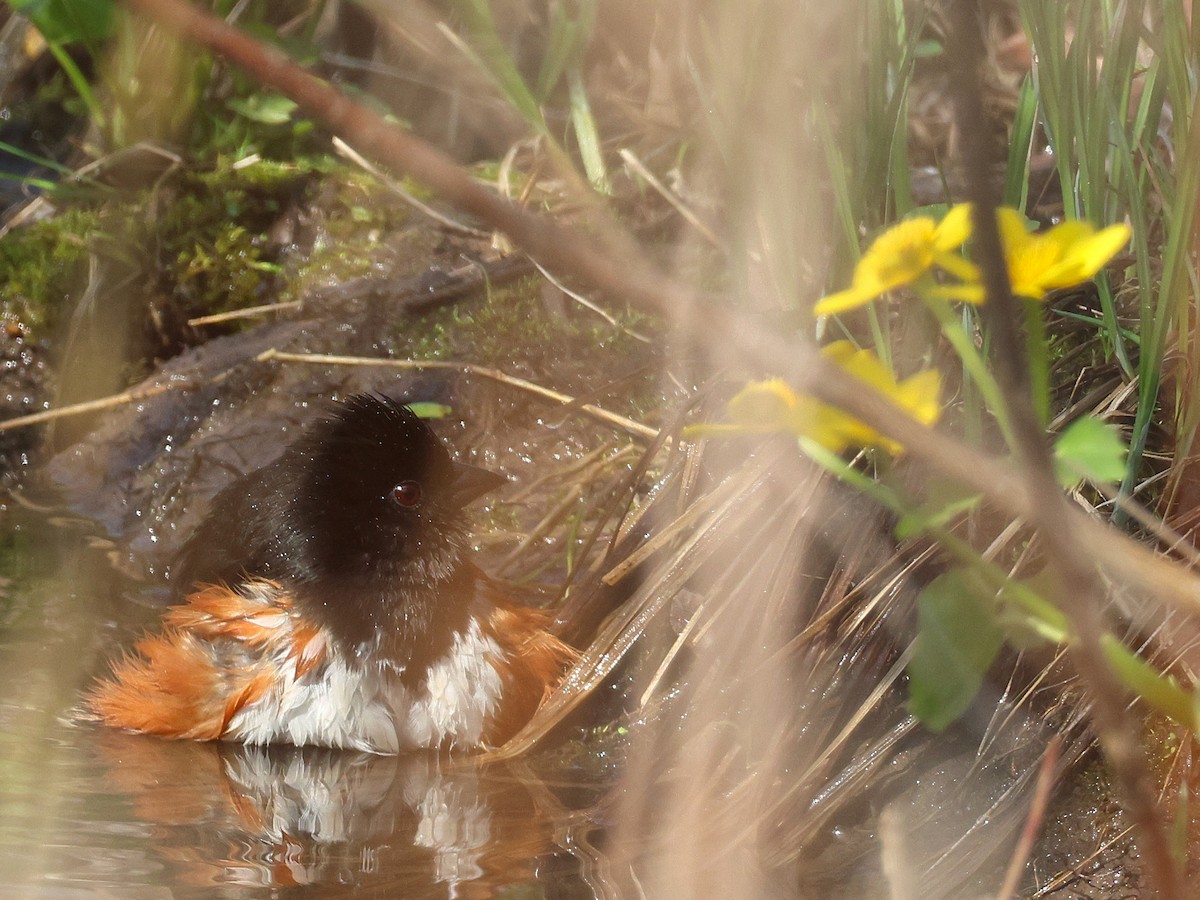 Eastern Towhee - ML634324503