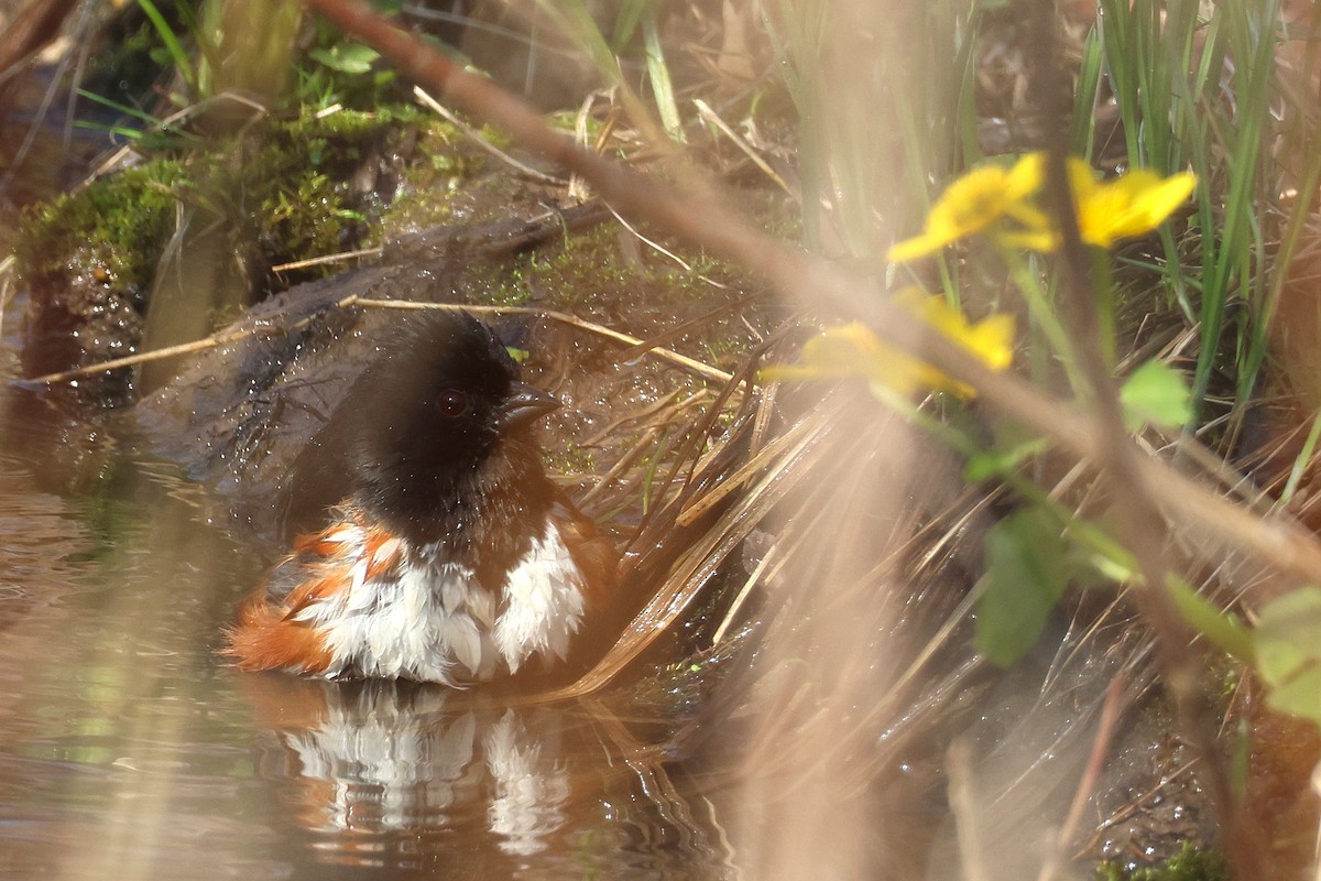 Eastern Towhee - ML634324504