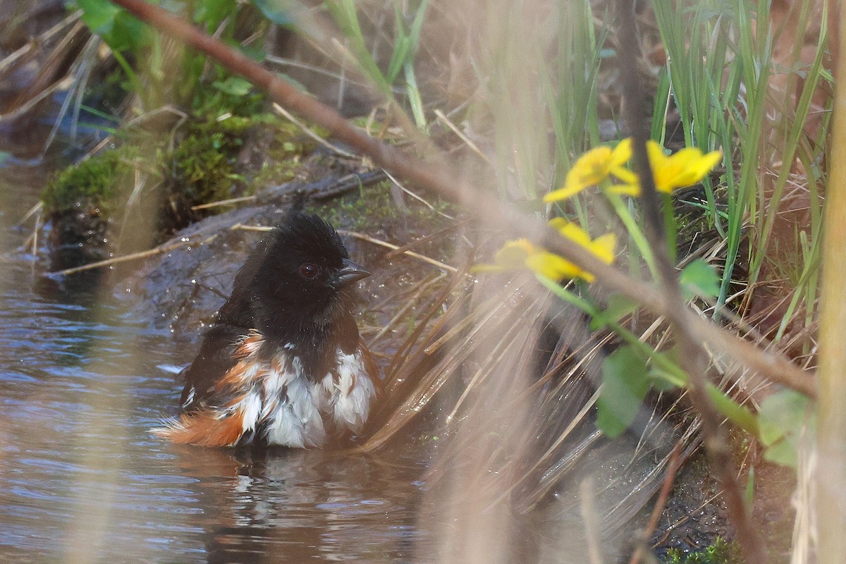 Eastern Towhee - ML634324505