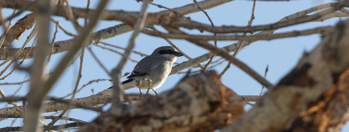 Pie-grièche migratrice - ML634324514
