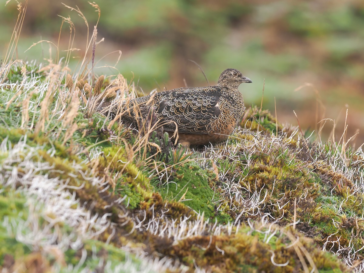 Rufous-bellied Seedsnipe - ML634324517