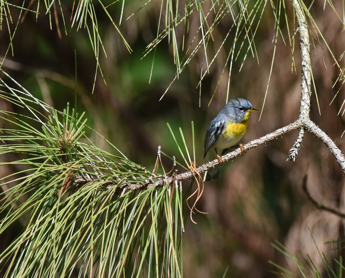 Northern Parula - ML634324525