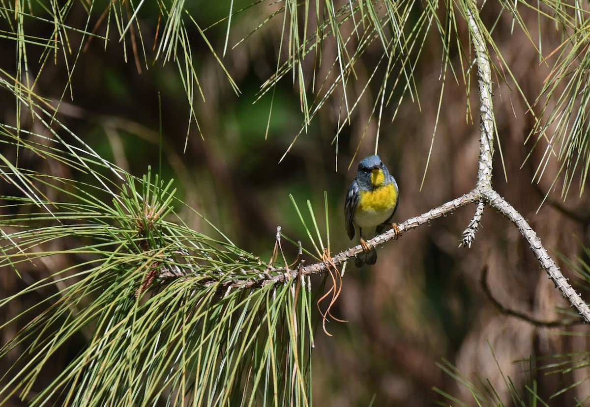 Northern Parula - ML634324526