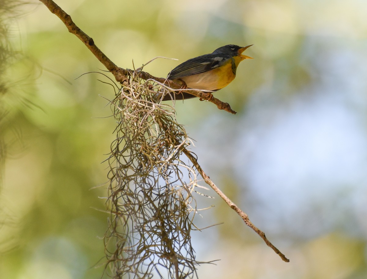 Northern Parula - ML634324528