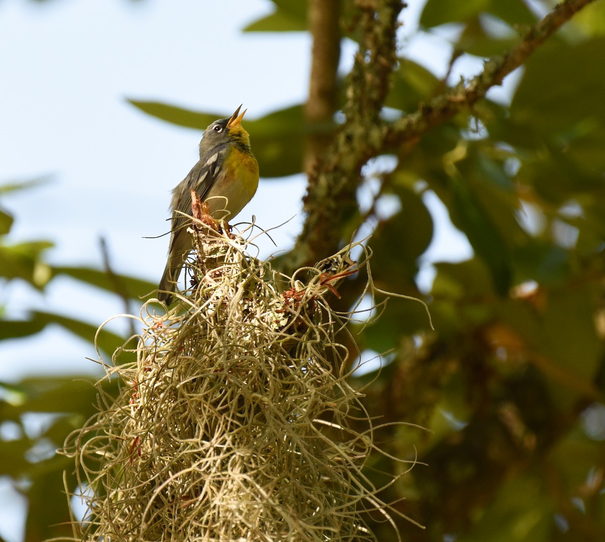 Northern Parula - ML634324530