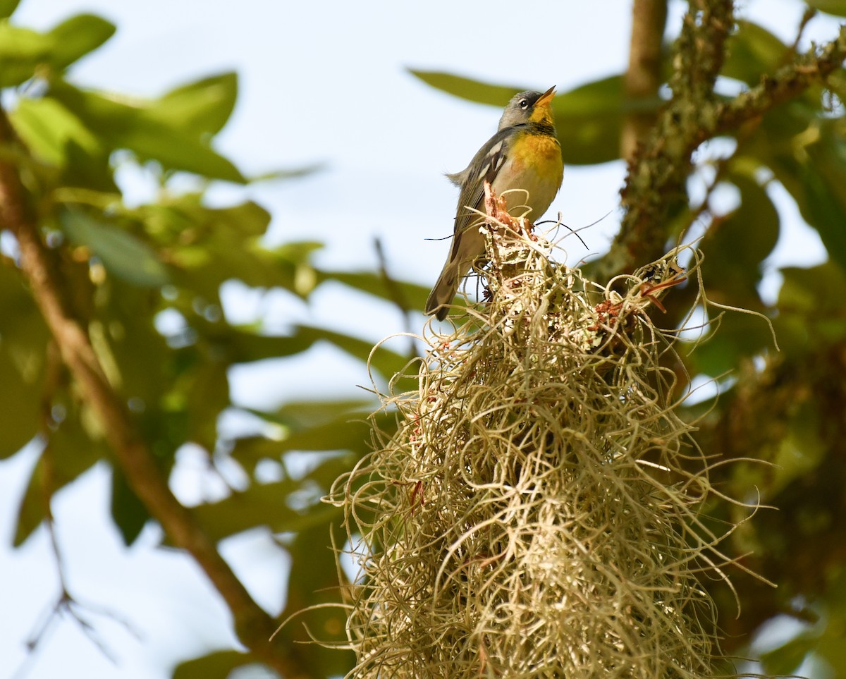 Northern Parula - ML634324531