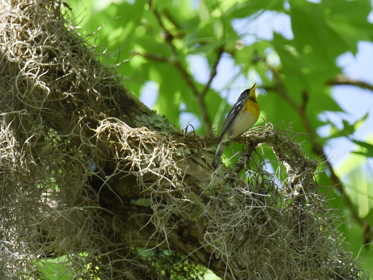 Northern Parula - ML634324532
