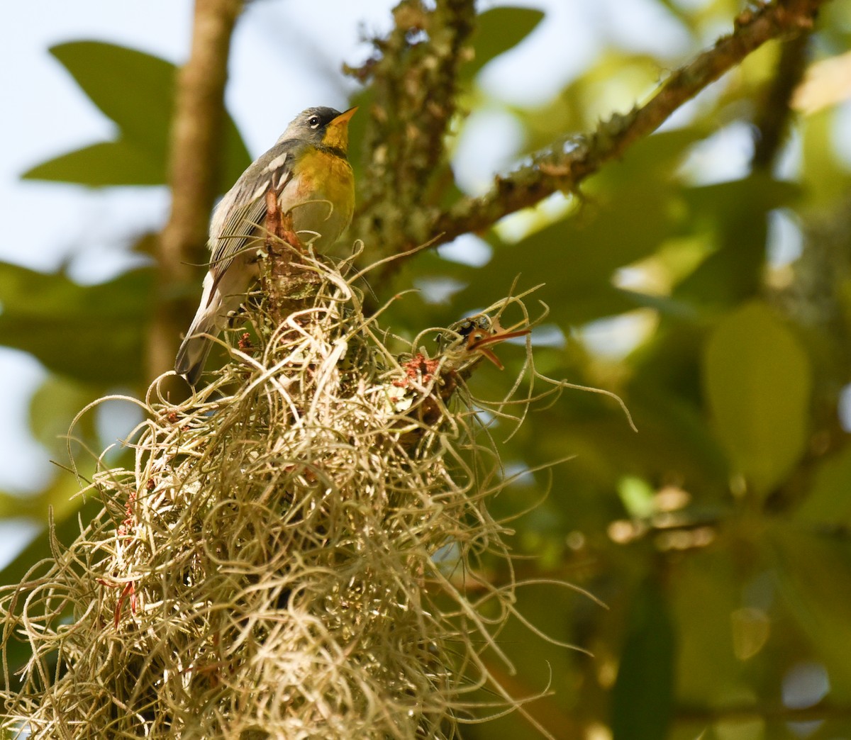 Northern Parula - ML634324533