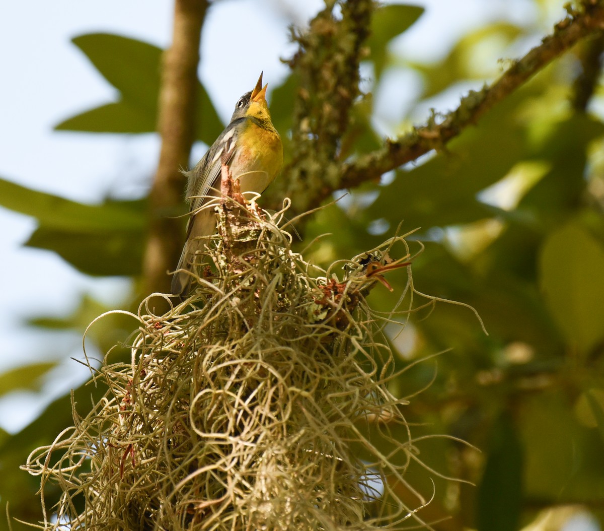Northern Parula - ML634324534