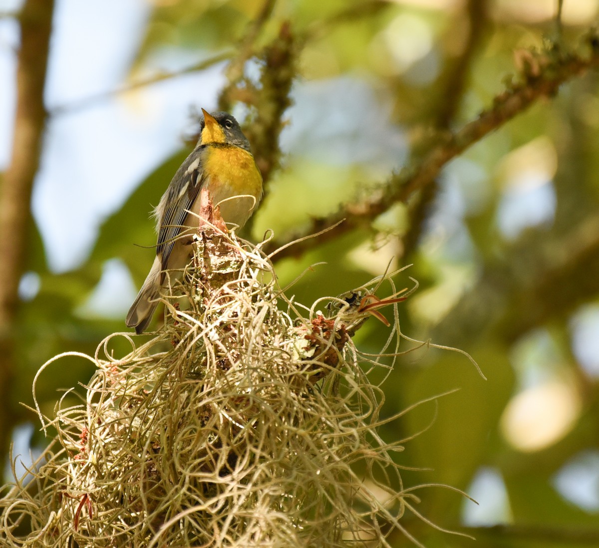 Northern Parula - ML634324535