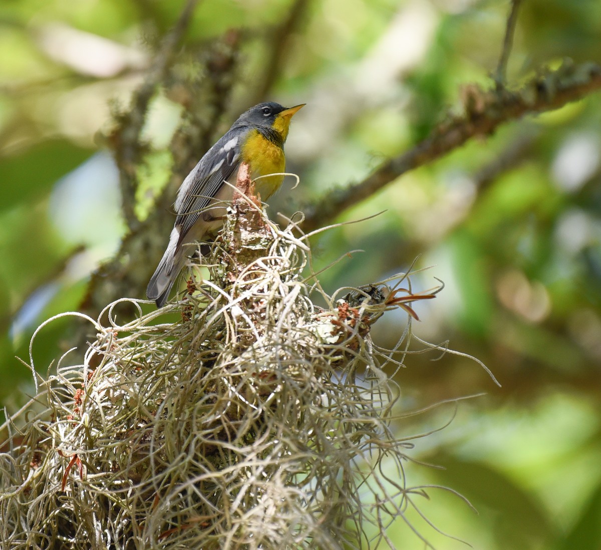 Northern Parula - ML634324537