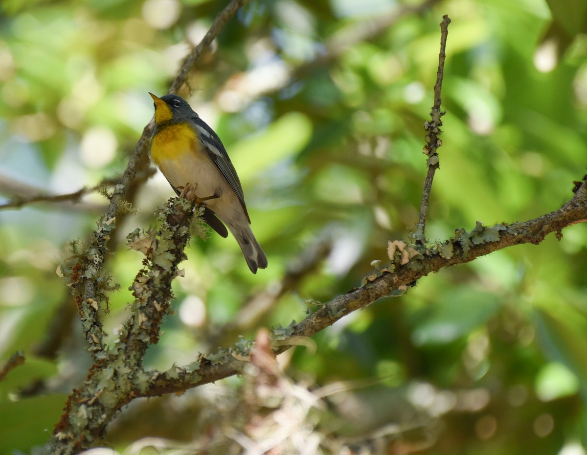 Northern Parula - ML634324538