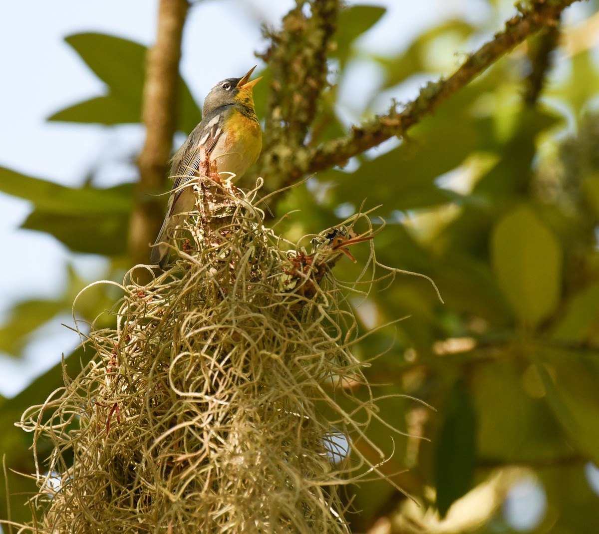 Northern Parula - ML634324540
