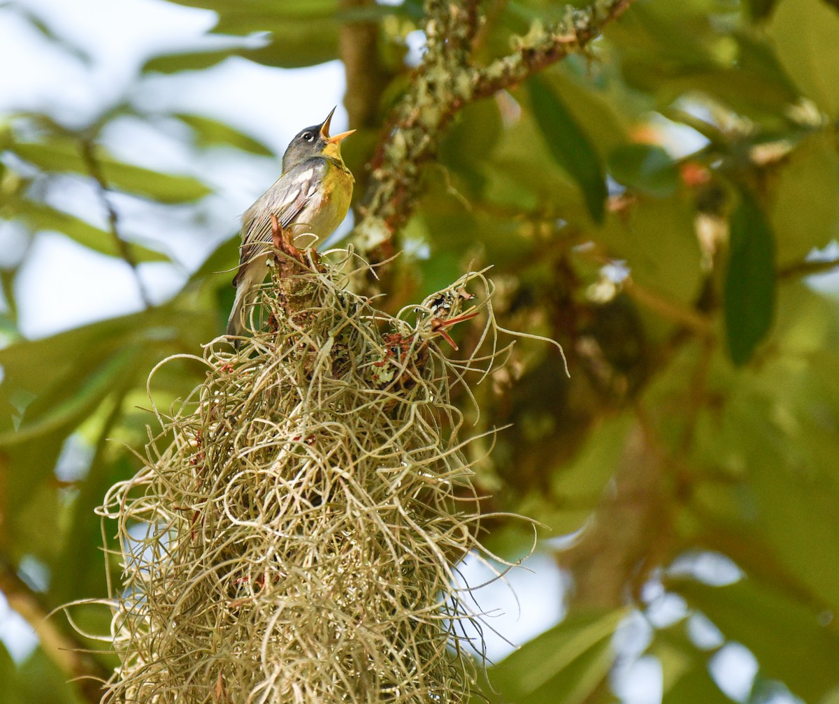 Northern Parula - ML634324541