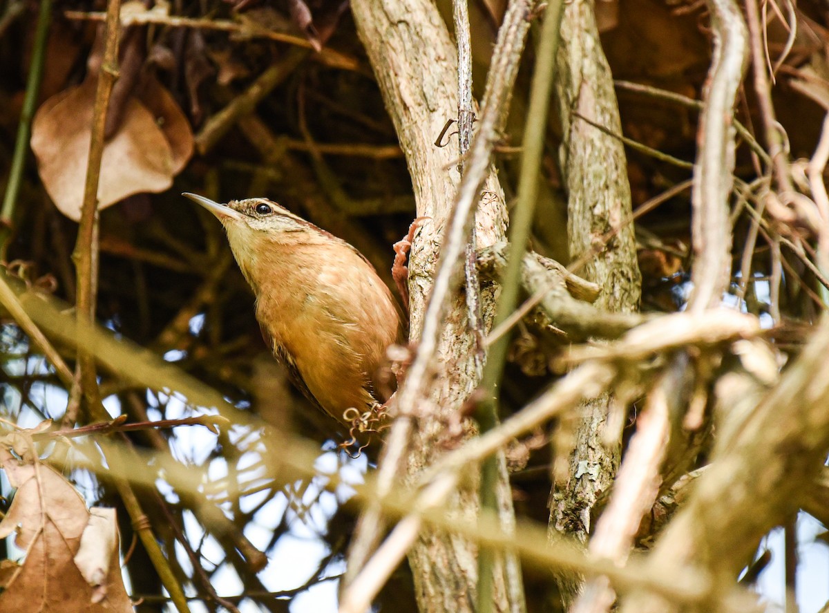 Carolina Wren - ML634324563