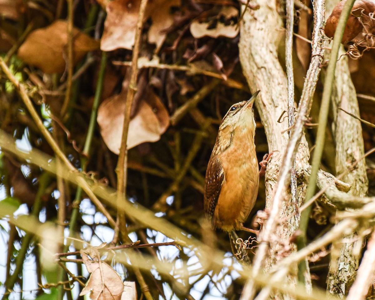 Carolina Wren - ML634324565