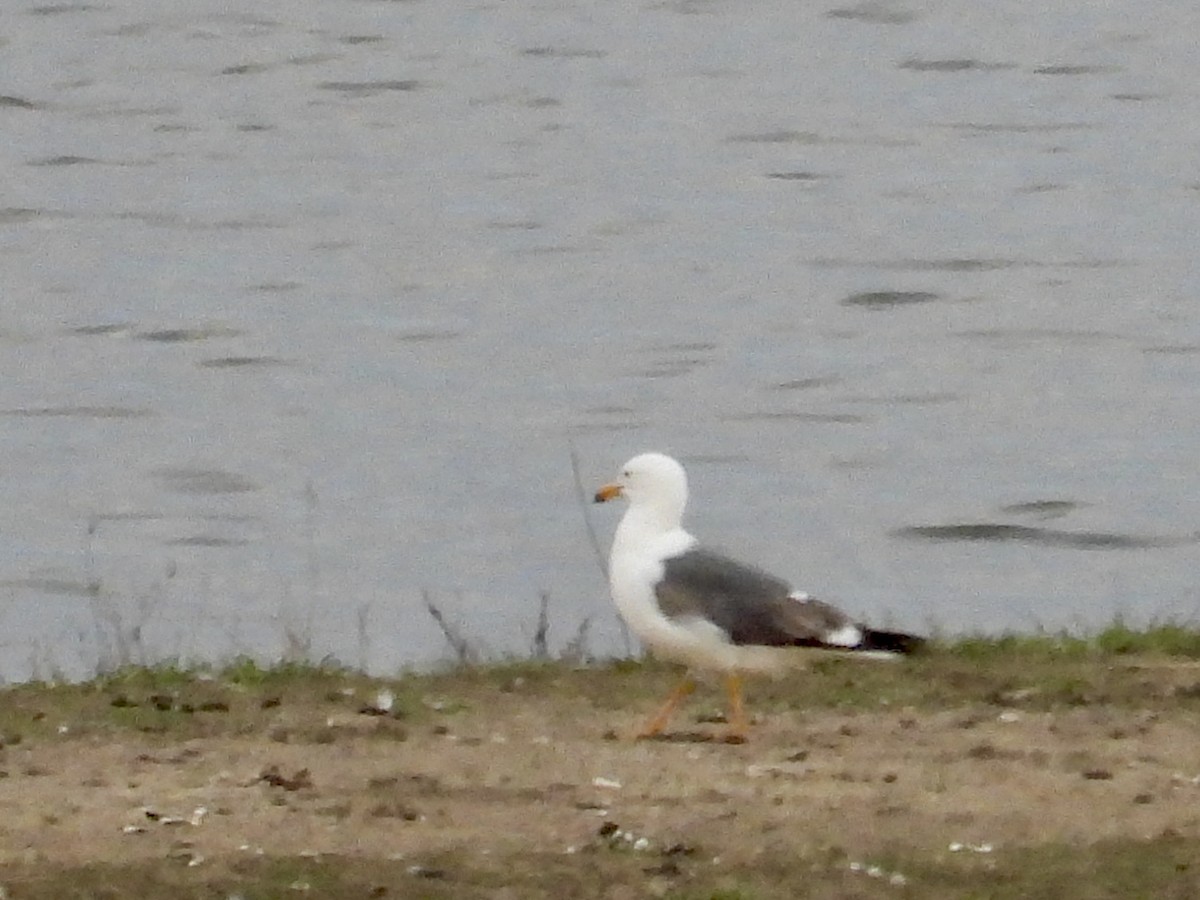 Lesser Black-backed Gull - ML634324672