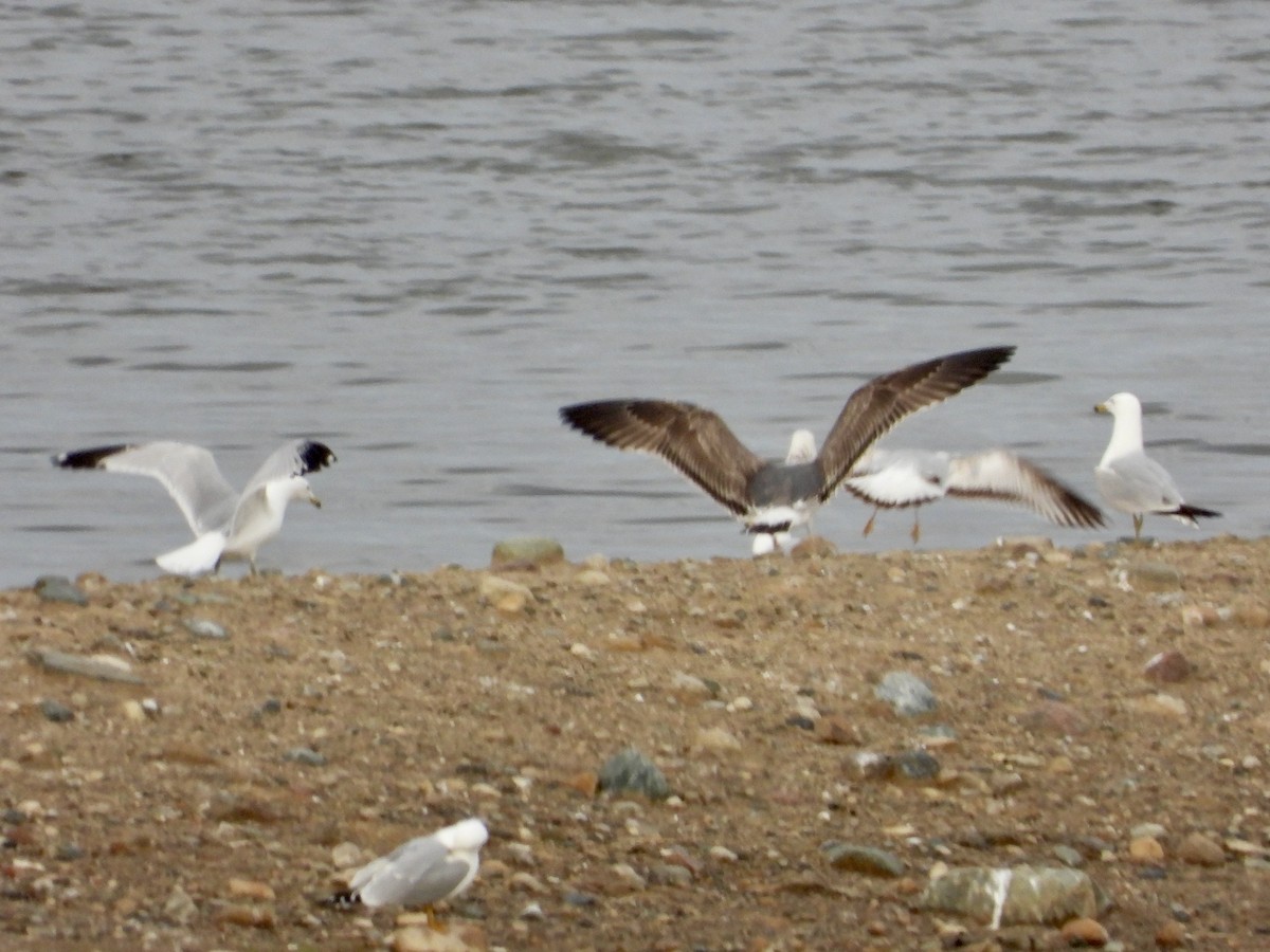 Lesser Black-backed Gull - ML634324717