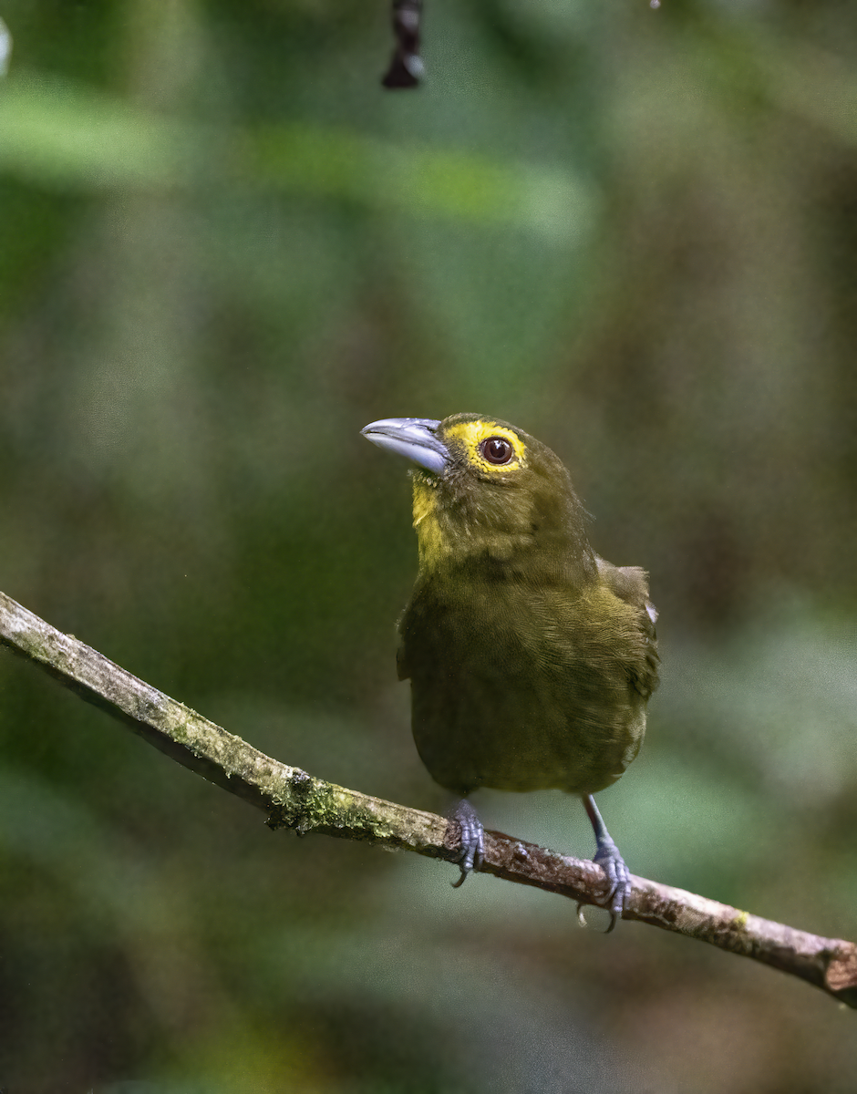 Lemon-spectacled Tanager - ML634324769