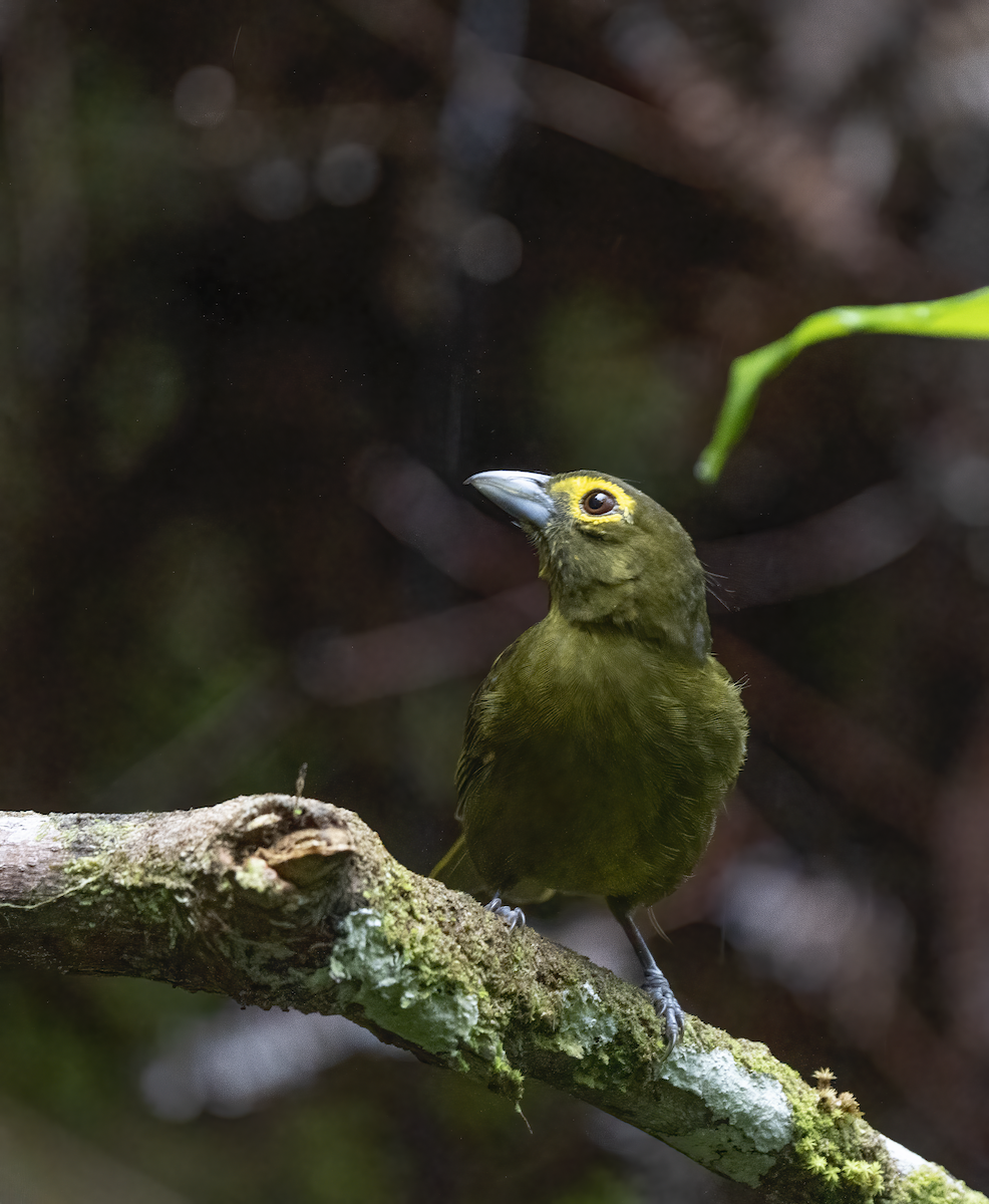 Lemon-spectacled Tanager - ML634324771