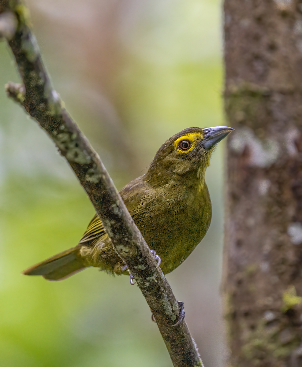 Lemon-spectacled Tanager - ML634324772