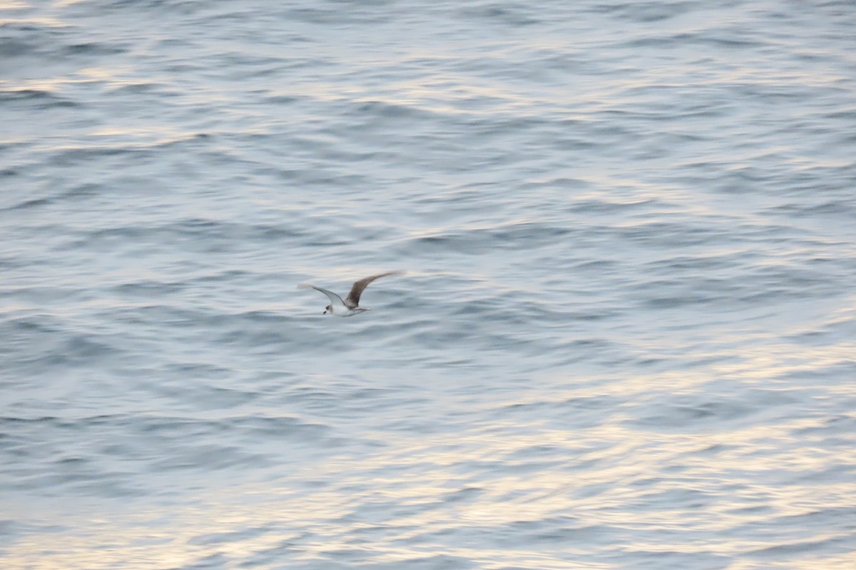 Masatierra Petrel - ML634324852
