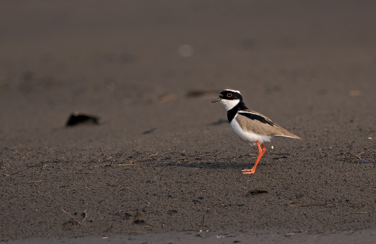 Pied Plover - ML634324954