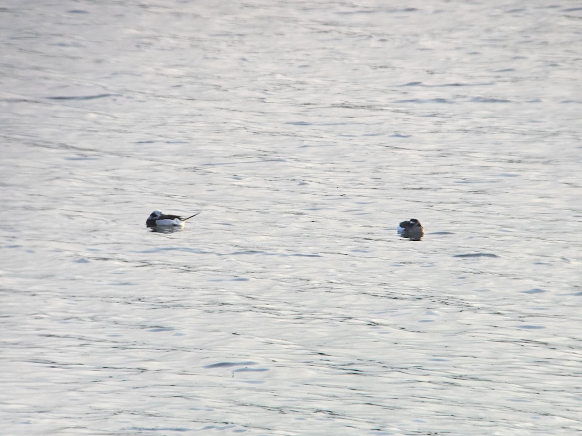 長尾鴨 - ML634324980