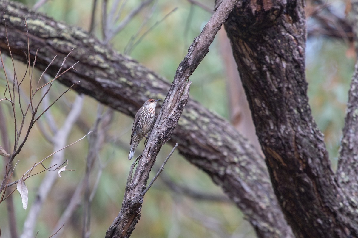 Red-browed Treecreeper - ML634324989