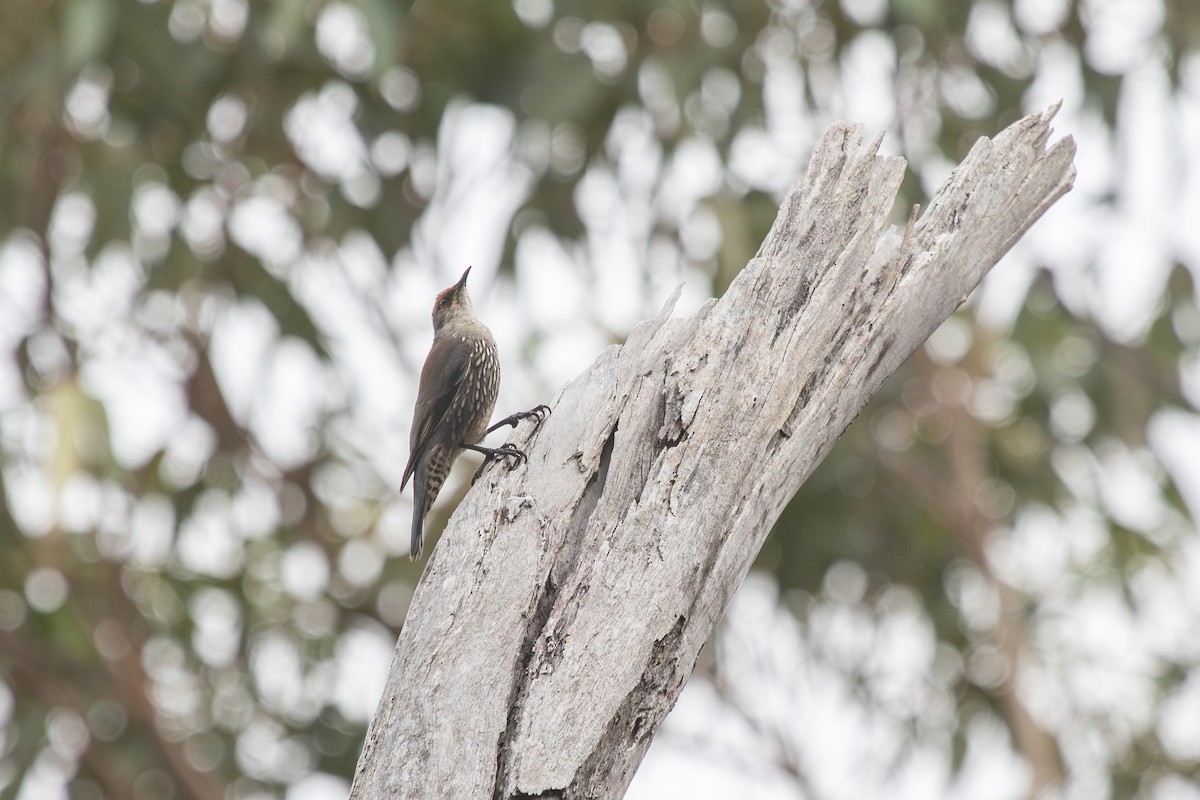 Red-browed Treecreeper - ML634324990