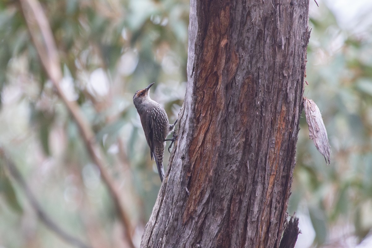 Red-browed Treecreeper - ML634324991