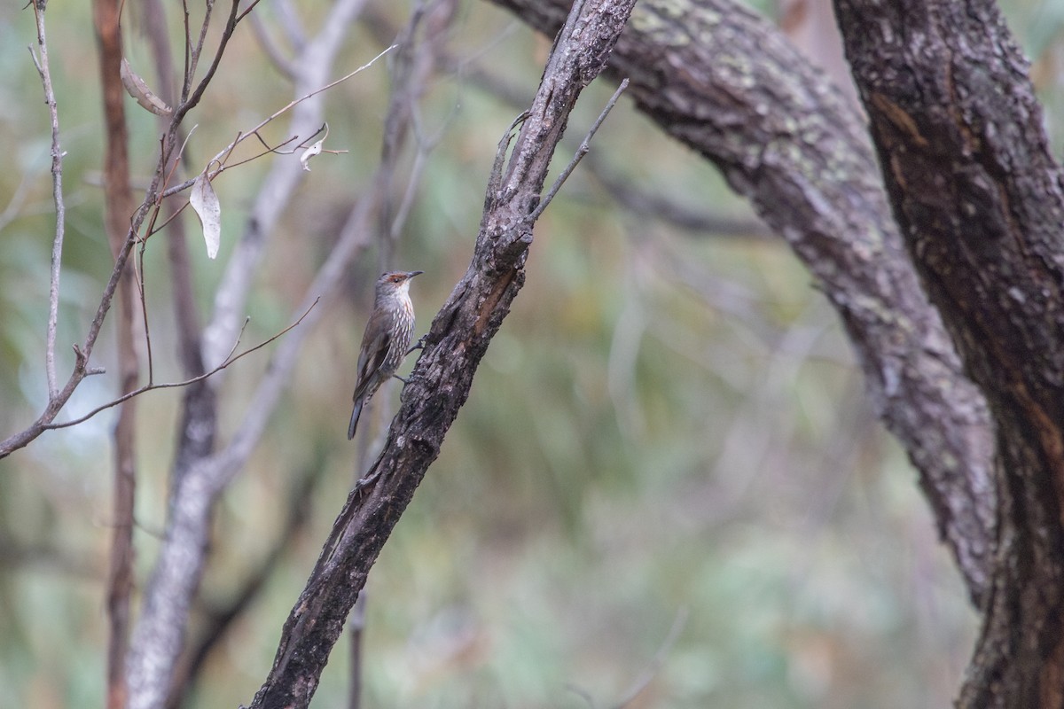 Red-browed Treecreeper - ML634324993
