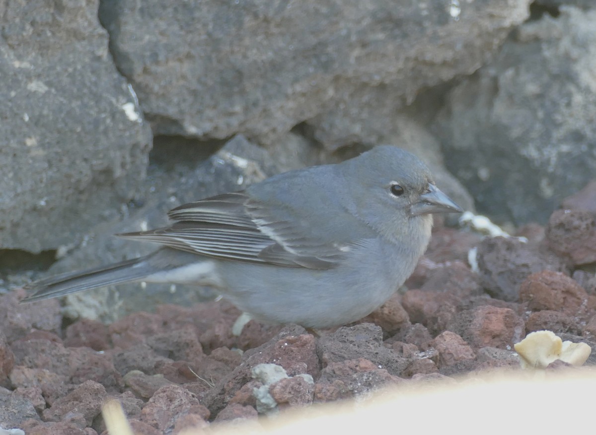 Pinzón Azul de Tenerife - ML634325005