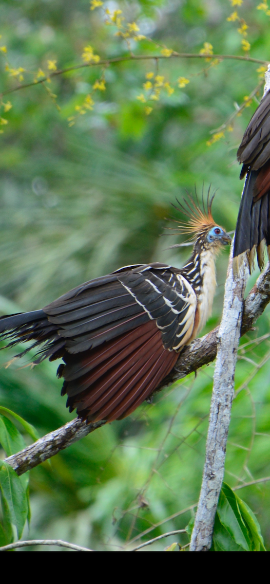 Гоацин - ML634325020