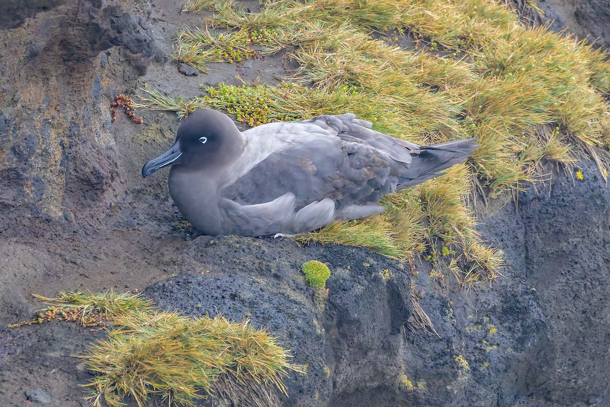 Light-mantled Albatross - ML634325040