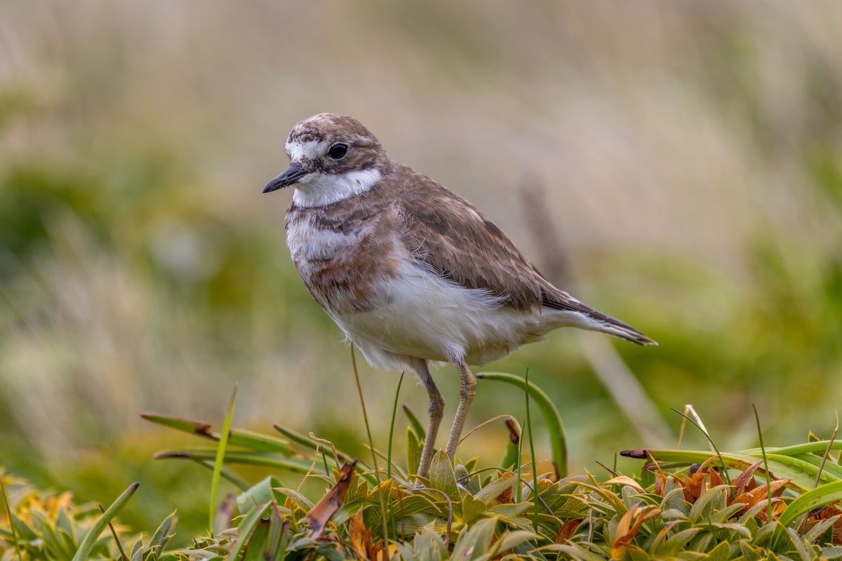Double-banded Plover - ML634325059