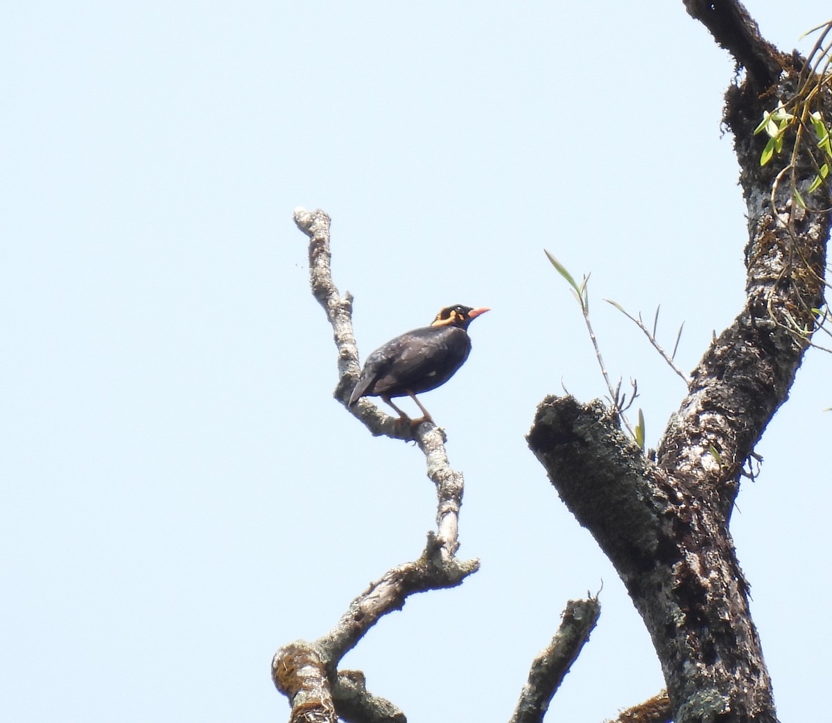 Southern Hill Myna - ML634325069