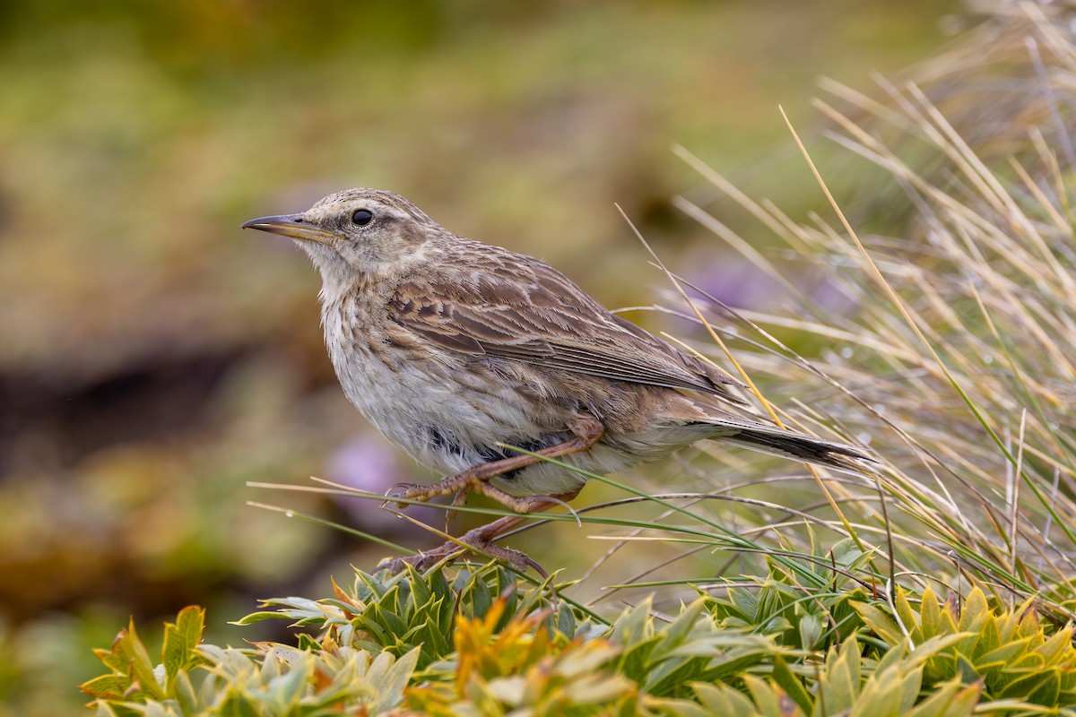New Zealand Pipit - ML634325071