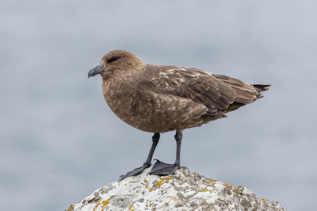 Brown Skua - ML634325077
