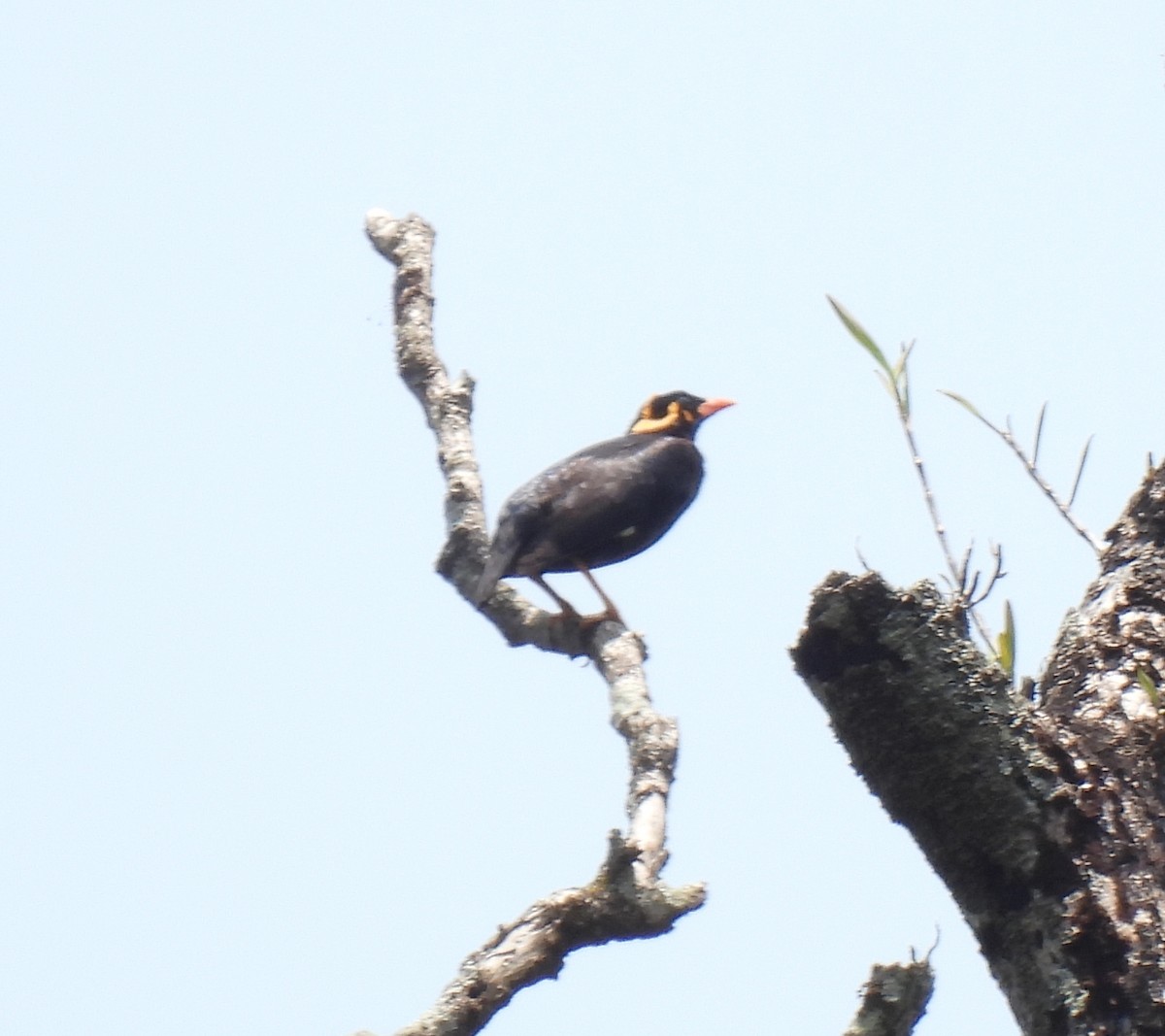 Southern Hill Myna - ML634325080