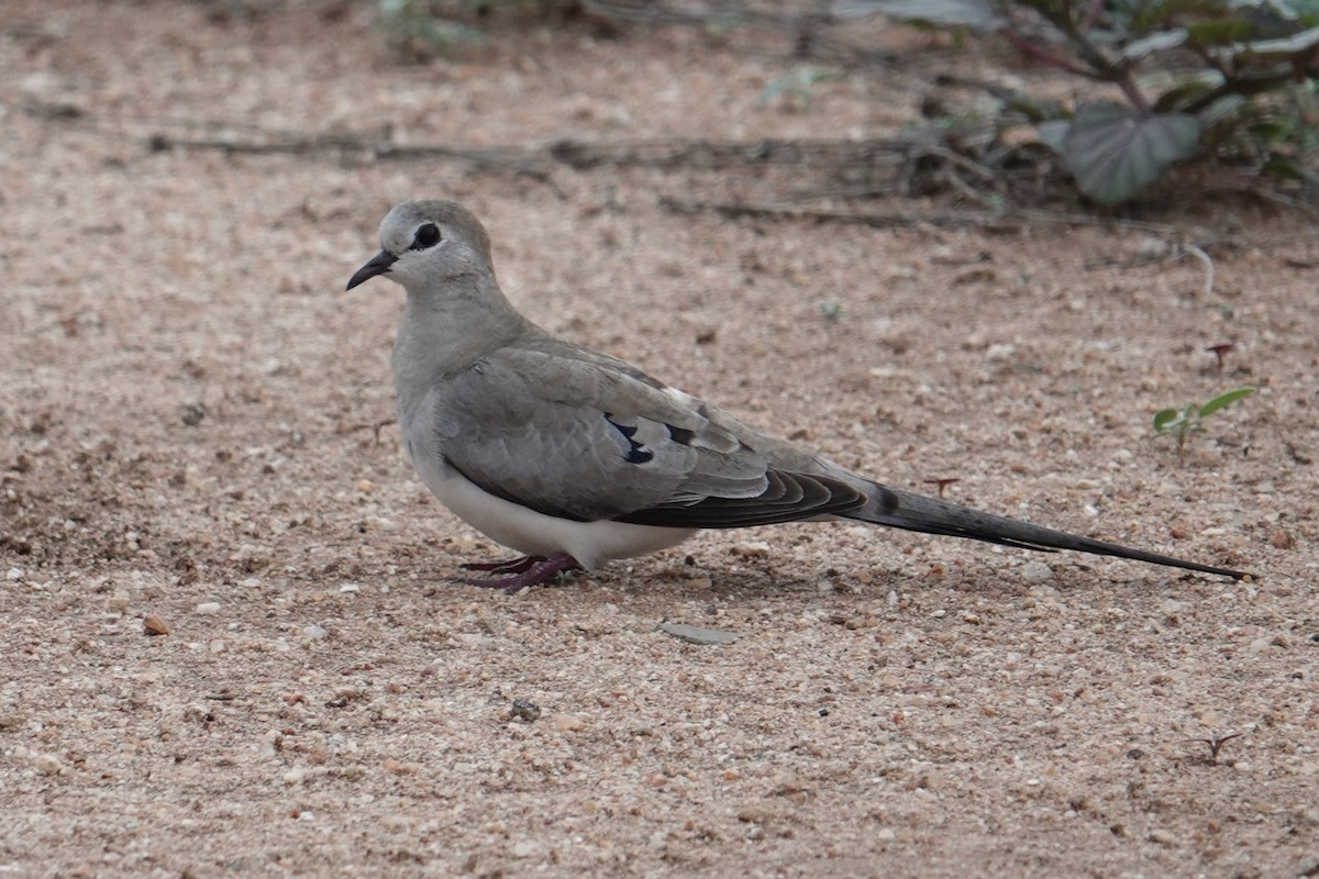 Emerald-spotted Wood-Dove - ML634325087