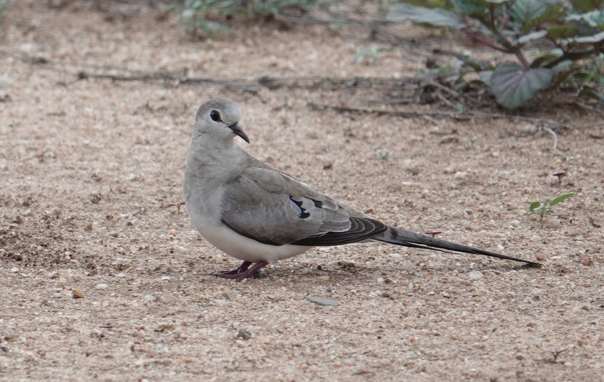 Emerald-spotted Wood-Dove - ML634325090